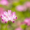 Thumbnail of new posts 065
