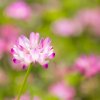 Thumbnail of new posts 099