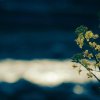 Thumbnail of new posts 190